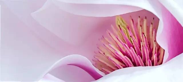 Photoshop快速矫正偏黄色的花朵静物照片