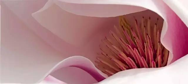 Photoshop快速矫正偏黄色的花朵静物照片