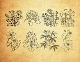 线描风格的花朵和花枝PS笔刷