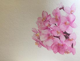 绘制水彩风格的樱花作品