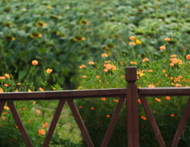 Photoshopȥ羰Ƭе