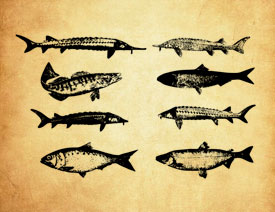 高清晰海鱼等鱼类PS笔刷