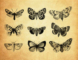 飘逸的蝴蝶和飞蛾PS笔刷
