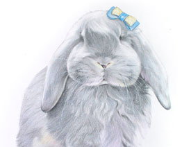 详解彩色铅笔画之垂耳兔的画法