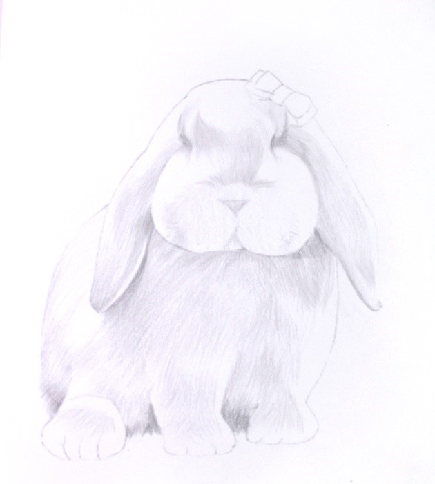 详解彩色铅笔画之垂耳兔的画法