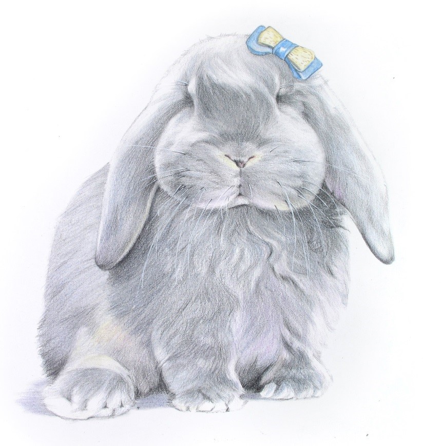 详解彩色铅笔画之垂耳兔的画法(2)