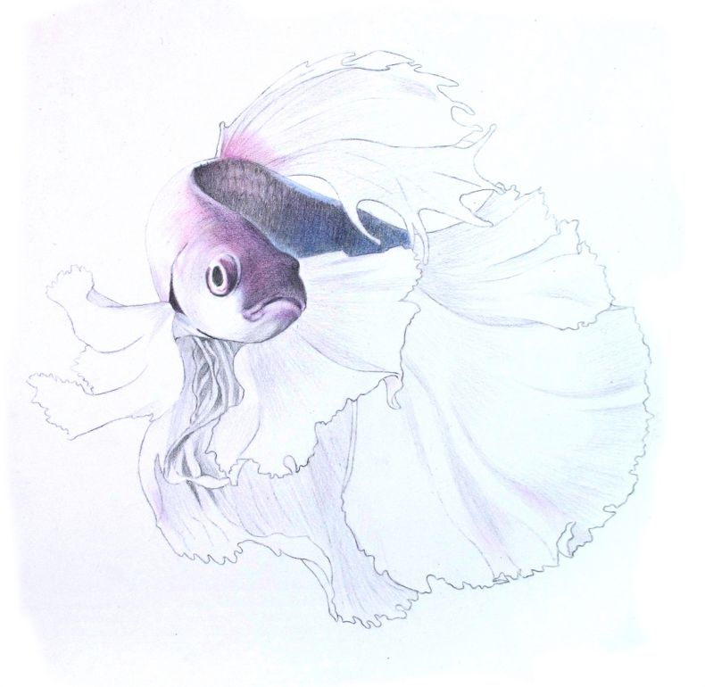 彩色铅笔画之泰国斗鱼的画法