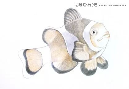 详解彩色铅笔画之小丑鱼的画法