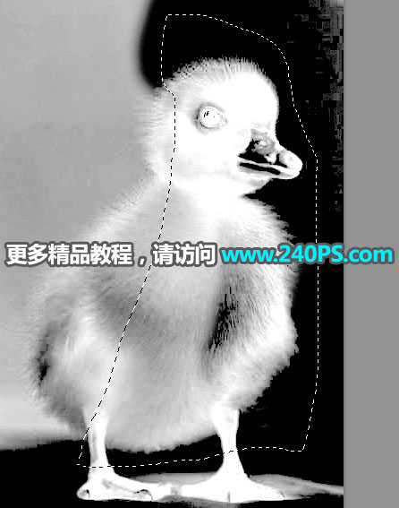Photoshop使用通道工具抠出毛茸茸的小鸭子