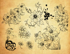 手绘线描鲜花和花朵PS笔刷