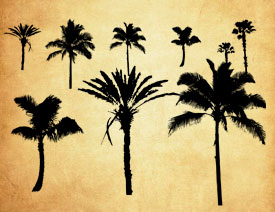 热带椰树剪影PS笔刷