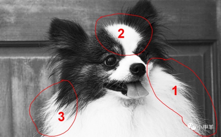 使用Photoshop通道工具抠出可爱狗狗图片的抠图教程，插图11，来源：资源仓库www.zycang.com
