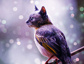 Photoshop创意的合成猫咪头像的猫头鹰