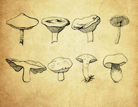 手绘蘑菇PS笔刷