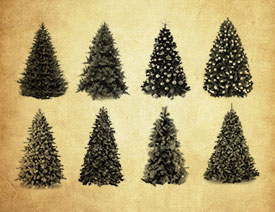 圣诞树和松树PS笔刷