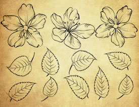 手绘花朵和叶子PS笔刷